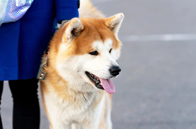Zuffa tra cani in via Sant’Orsola: 74enne interviene e perde una falange