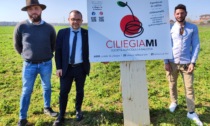 Raccolta della frutta self service: da Bergamo l’esperienza arriva alle porte di Milano