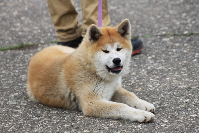 Falange strappata da un cane a un 74enne, la proprietaria: «Il mio akita si è solo difeso»