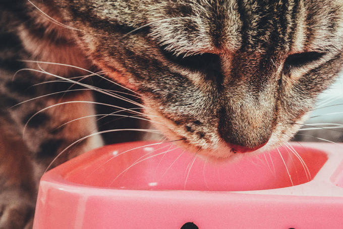 Mangimi complementari contro la diarrea del gatto
