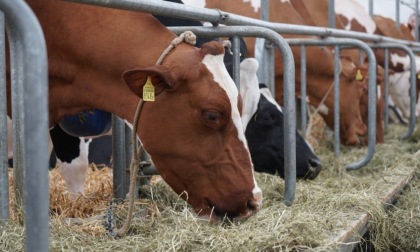 Allevamenti bovini fuori dalla direttiva Ue sulle emissioni, esulta Coldiretti Bergamo