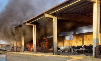 Fiamme in cascina, in salvo grazie ai pompieri decine di bovini