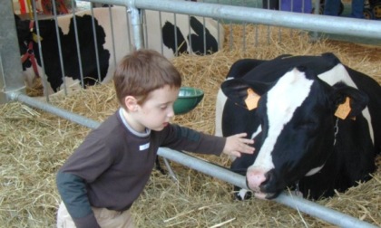 Fiera Agricola e Fiera Cavalli ripartono, finalmente: ecco il programma