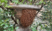 Ormai è diventata un'abitudine: a Gandino nuovo sciame d'api, stavolta nella Casa Parrocchiale