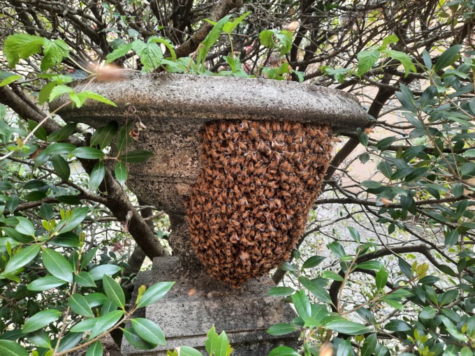 Ormai è diventata un’abitudine: a Gandino nuovo sciame d’api, stavolta nella Casa Parrocchiale