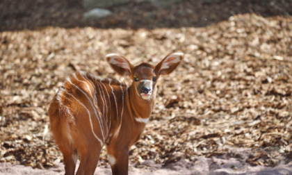 Sorpresa pasquale al parco faunistico Le Cornelle: è nata una piccola di antilope bongo
