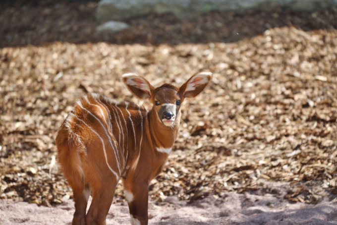 Sorpresa pasquale al parco faunistico Le Cornelle: è nata una piccola di antilope bongo
