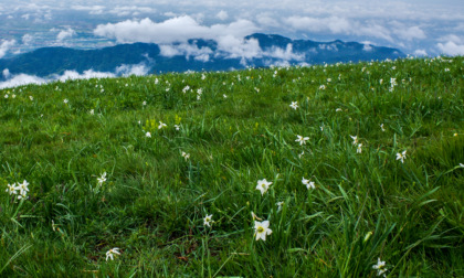 Il monte Linzone e i suoi narcisi: tutta la bellezza della primavera in una gita da ricordare