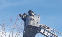 In salvo il falco rimasto impigliato in una rete sulla cima di un albero