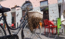 Treviglio, sciame di api fa l'alveare nel cestino di una bicicletta: video del "salvataggio"