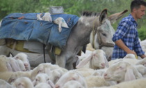 Intervista a Daniele Savoldelli, "l'ultimo pastore", in vista del Festival del Pastoralismo 2022