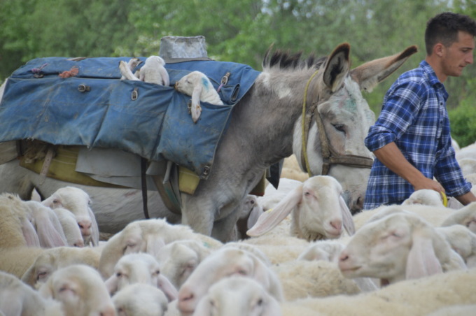 Intervista a Daniele Savoldelli, “l’ultimo pastore”, in vista del Festival del Pastoralismo 2022