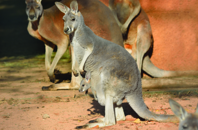 I cuccioli nati al Parco faunistico Le Cornelle: un canguro rosso e un Wallaby