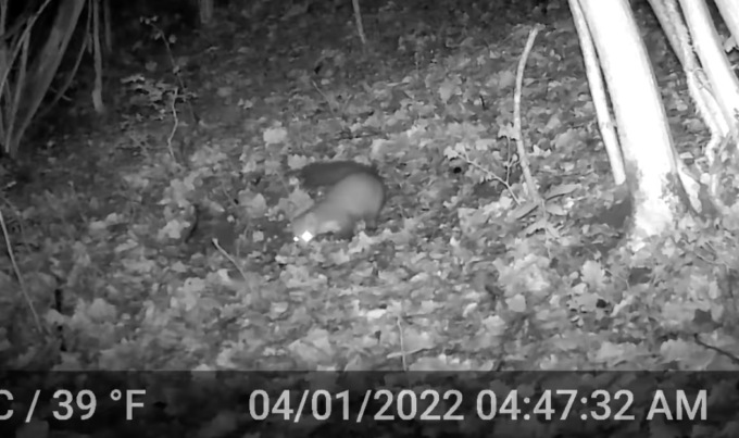 Animaletto di notte sulla Maresana, il quiz del consigliere comunale: «Faina o martora?»