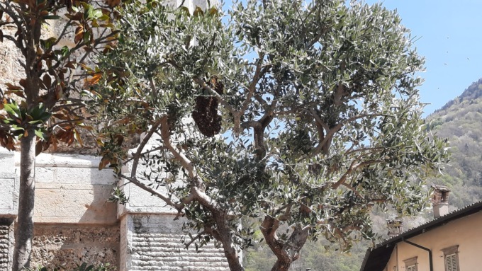 Sciame d’api davanti alla Basilica, il video dell’intervento di un apicoltore a Gandino