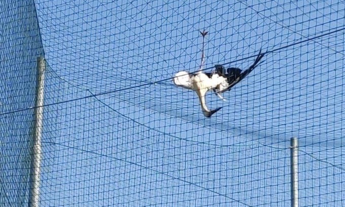 I pompieri sono intervenuti a Romano per liberare una cicogna rimasta incastrata