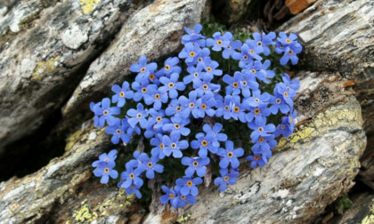 Un corso del gruppo Flora alpina orobica per imparare a vedere e capire le piante spontanee