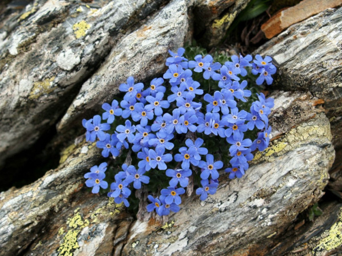 Un corso del gruppo Flora alpina orobica per imparare a vedere e capire le piante spontanee