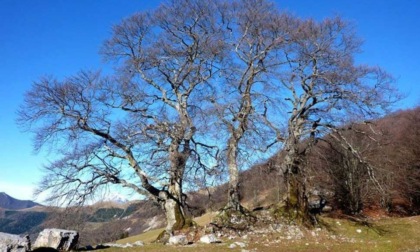Passeggiate botaniche nel parco: storie di alberi, di boschi e di uomini