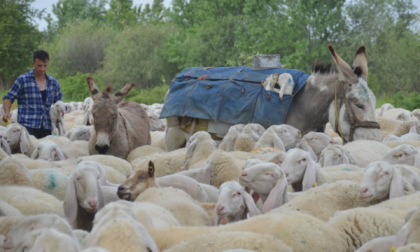 È tempo di Festa della pecora gigante bergamasca