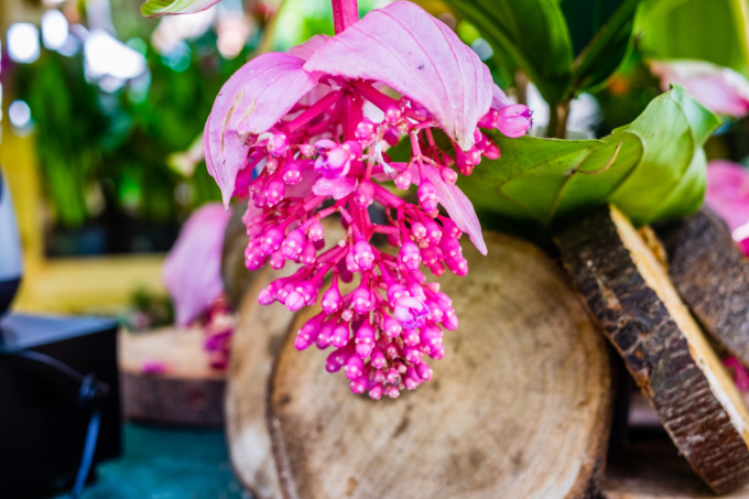 Floreka, un’ode al giardinaggio e alle produzioni d’arte creativa