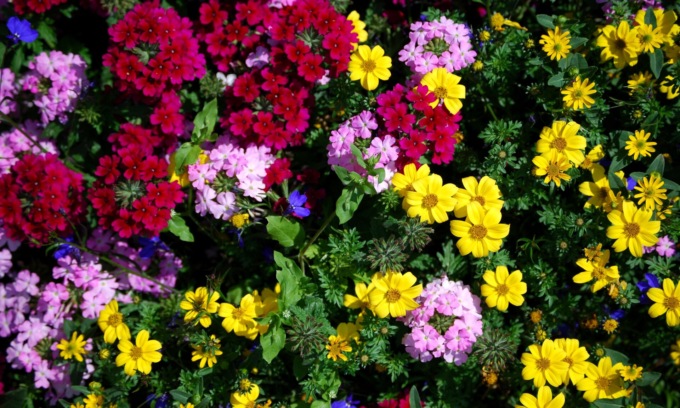 Questa settimana, in regalo con il PrimaBergamo in edicola, i semi dei coloratissimi fiori d’estate