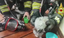 Gatti intrappolati in un incendio: il video dei Vigili del Fuoco che li rianimano con le maschere