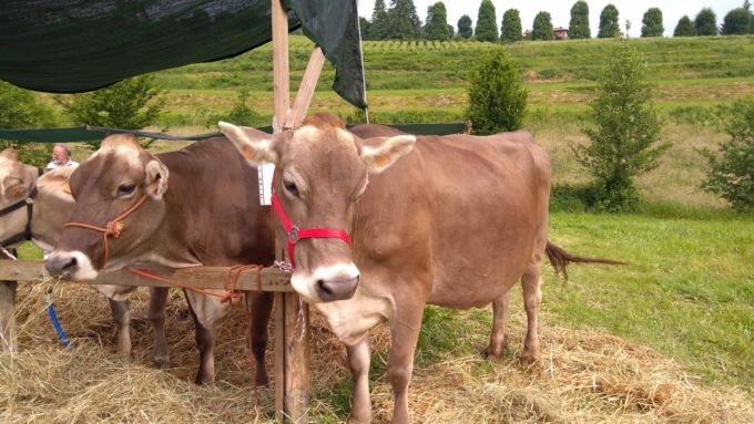 Prodotti tipici, Brune Alpine e laboratori: a Valmarina torna la Fiera del Parco dei Colli