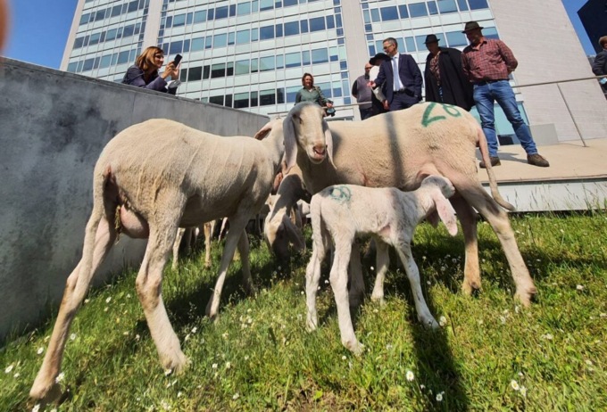 Pecore davanti al Pirellone, per lanciare Spirano come “capitale” del pastoralismo