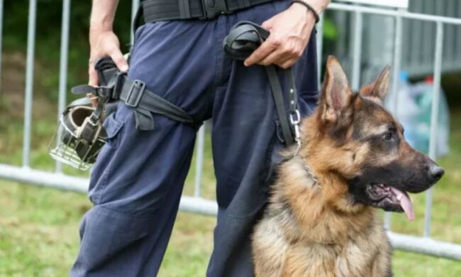 Dalmine, coltivavano canapa indiana in una cascina: scovati dal cane antidroga