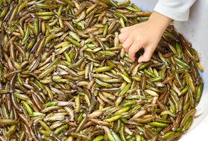 Insetti commestibili: perché sono ritenuti il cibo del futuro?