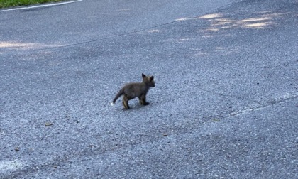 Le foto degli avvistamenti di cuccioli di volpe al di là dell'Adda, nel lecchese