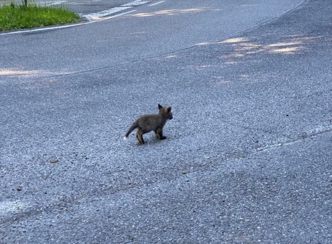 Le foto degli avvistamenti di cuccioli di volpe al di là dell’Adda, nel lecchese