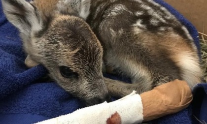 Invece che soccorrerlo, si fanno i selfie con il piccolo cervo agonizzante: il cucciolo è poi morto