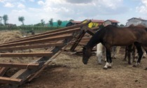 Zanica, tromba d'aria sul rifugio per animali L'Altra Scuderia: aperta una raccolta fondi