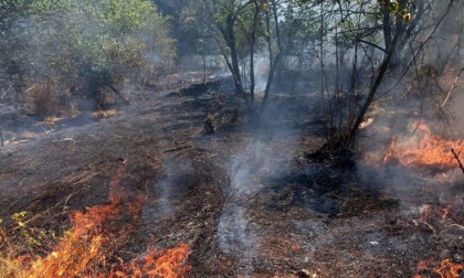 Il video che mostra la devastazione dopo l’incendio del 25 giugno nel Parco dell’Oglio