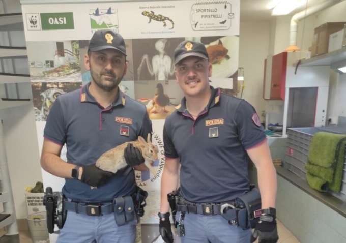 Coniglietto ferito per strada, un agente della Polizia di Stato di Treviglio accosta e lo salva