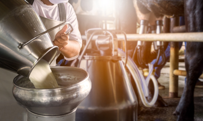Giornata mondiale del latte, la Lombardia produce il 46% di quello italiano (e buona parte viene da Bergamo)