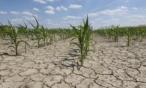 Continua l'emergenza siccità in Lombardia. E molte coltivazioni in Bergamasca sono compromesse