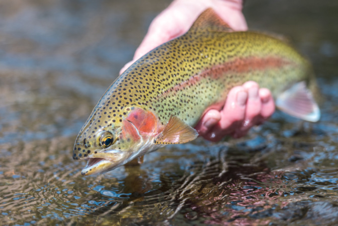 Morte 250 trote d’allevamento a Foppolo a causa del torrente senza acqua