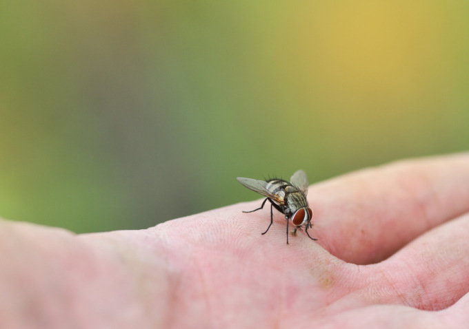 A Gorle mosche non benvenute: firmata un’ordinanza per combattere l’infestazione