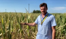 A causa della siccità, nella campagna bergamasca si trincia il mais con un mese di anticipo