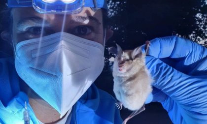“Lunga vita al pipistrello” con BergamoScienza