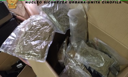 Sequestro da record della Polizia locale di Bergamo a Lallio: 603 kg di marijuana in un capannone