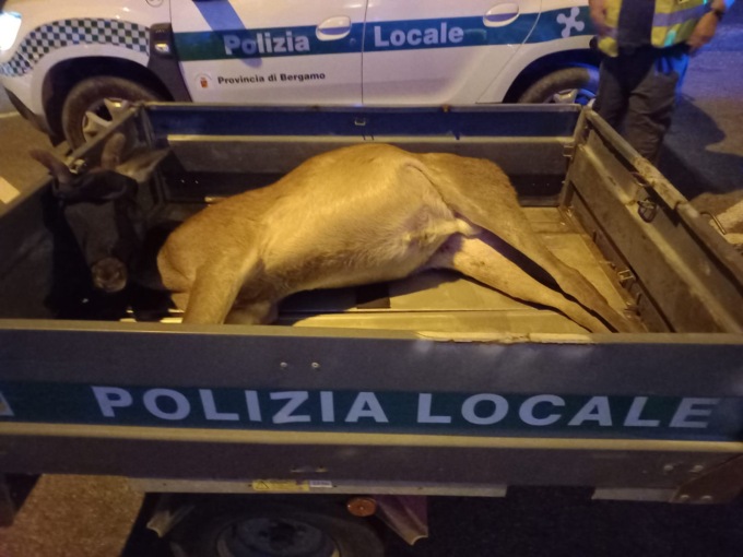 Cervo attraversa la statale della Val Seriana a Casnigo e viene travolto da un’auto