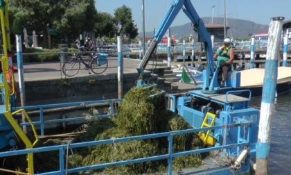 Caldo e siccità fanno proliferare le alghe nel lago d'Iseo: se ne raccolgono dieci quintali al giorno