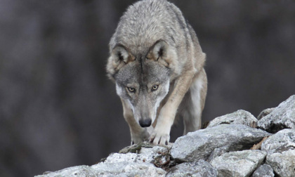 Ad Ardesio un incontro sul lupo in Valle: la gestione della specie e i problemi degli allevatori
