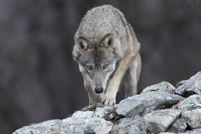 Ad Ardesio un incontro sul lupo in Valle: la gestione della specie e i problemi degli allevatori