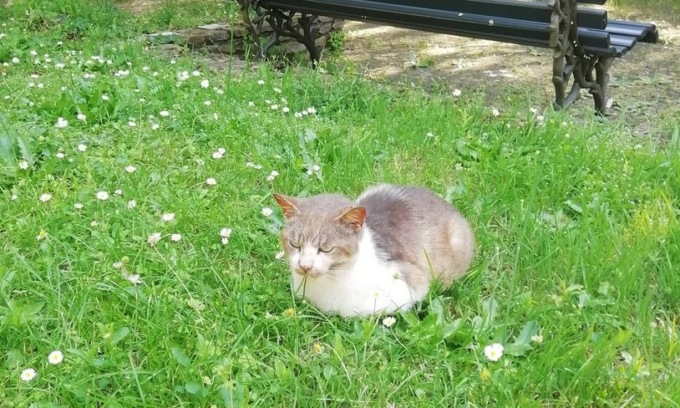 “Senza di me quel gatto si lascerà morire”