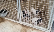 Allevamento abusivo di cani a Treviglio, blitz della polizia